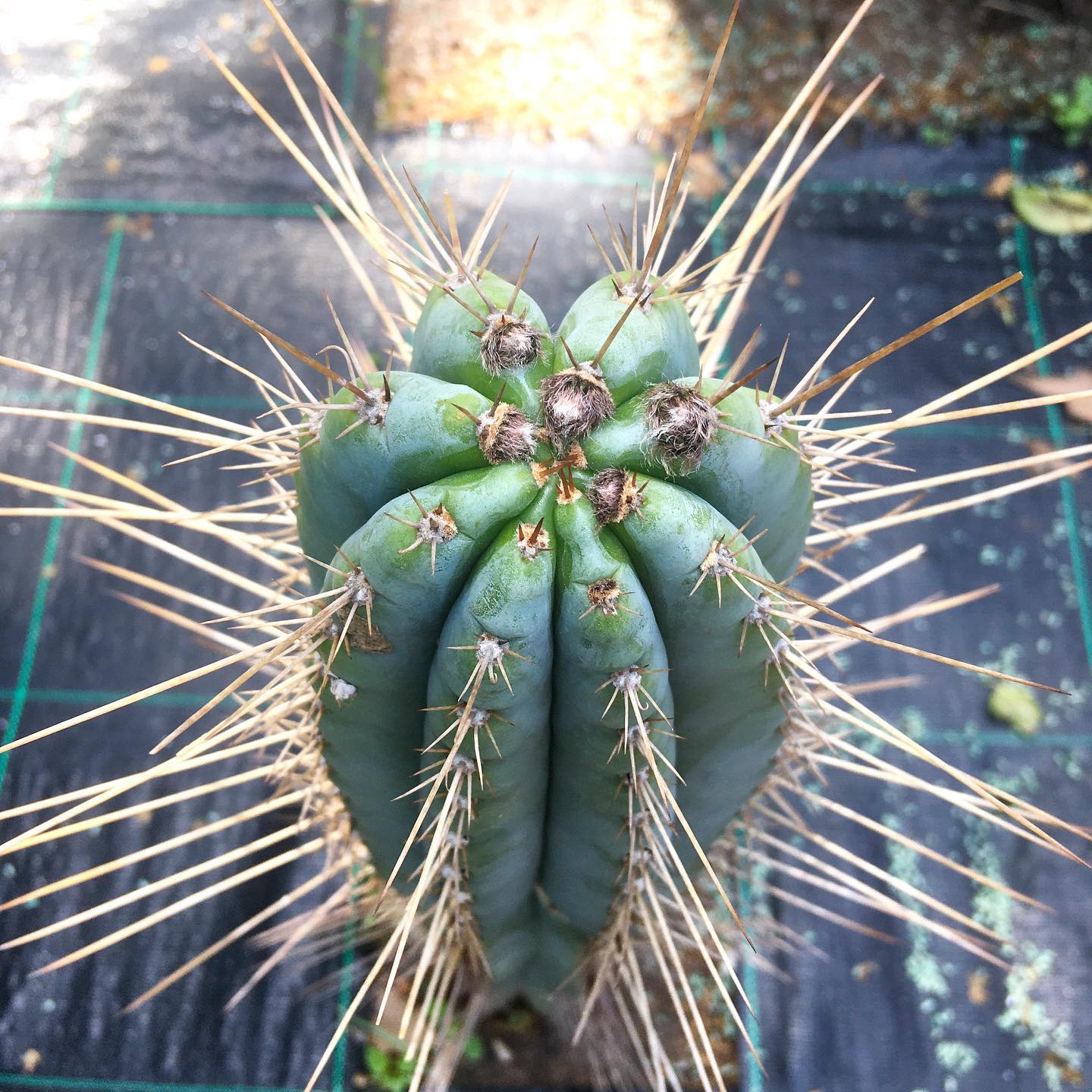 Trichocereus peruvianus